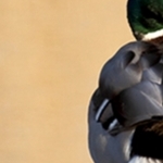 Colvert 2